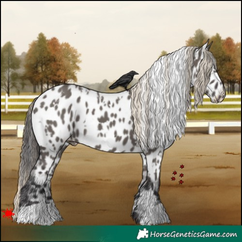 Horse Color:White Spotted Smoky Grullo Appaloosa 
