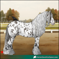 Horse Color:White Spotted Smoky Grullo Appaloosa 