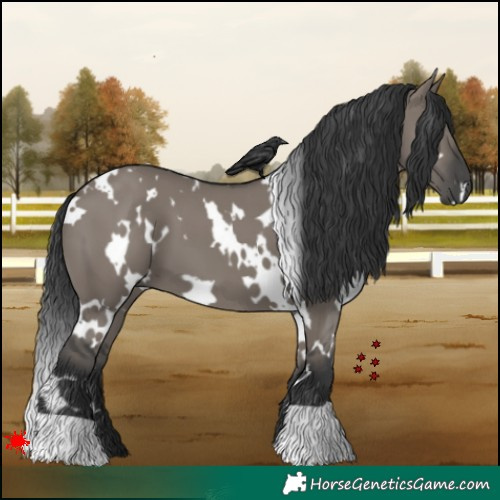 Horse Color:White Spotted Grullo 