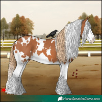 Horse Color:White Spotted Chestnut Splash