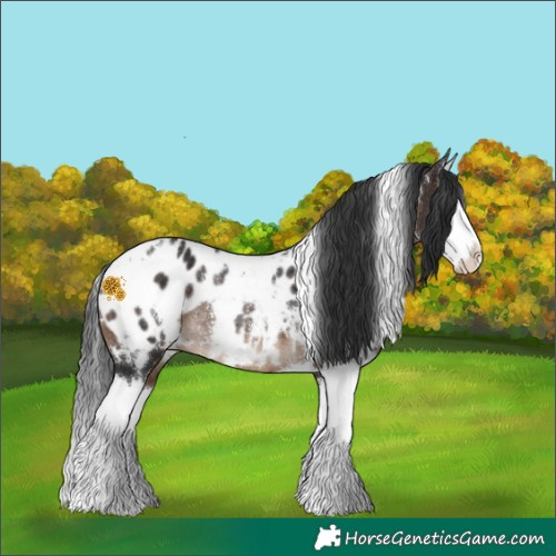 Horse Color:White Spotted Brown Splash Blanket Rabicano 