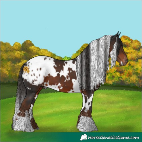 Horse Color:Gray White Spotted Liver Chestnut Blanket 