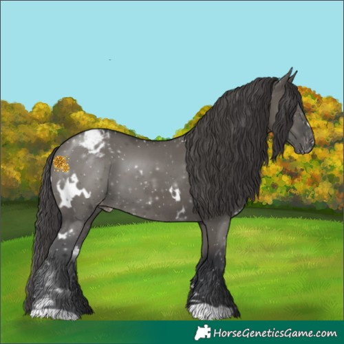 Horse Color:White Spotted Grullo Appaloosa 