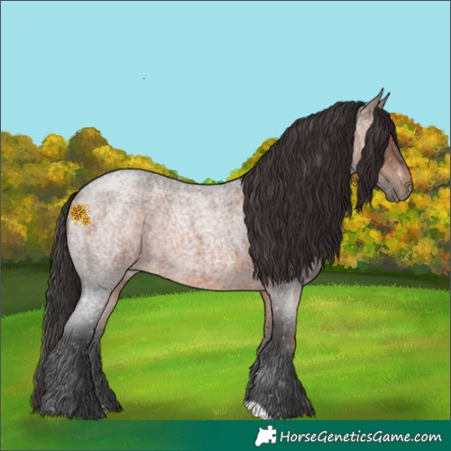 Horse Color:Brown Roan 
