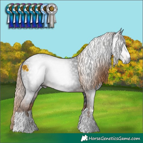 Horse Color:Gray Liver Chestnut 