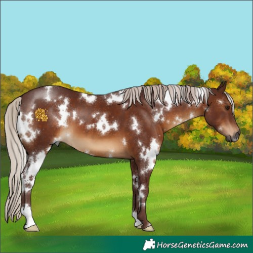 Horse Color:Gray White Spotted Chocolate Silver Bay 