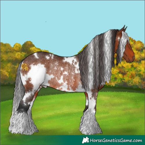Horse Color:White Spotted Brown Rabicano 