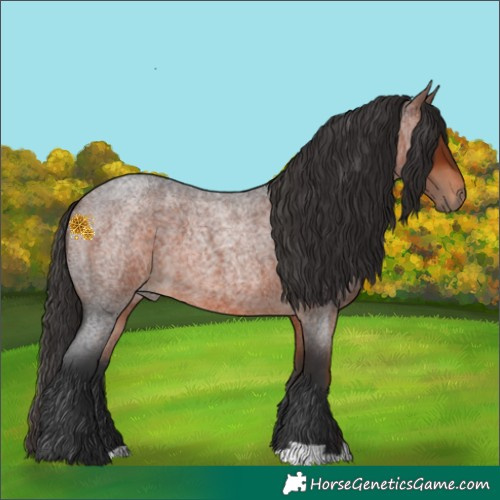 Horse Color:Bay Roan 