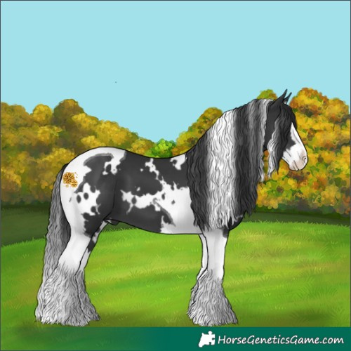 Horse Color:White Spotted Black Splash Tobiano 