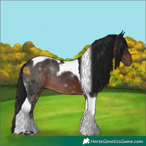 Horse Color:Gray Brown Tobiano 