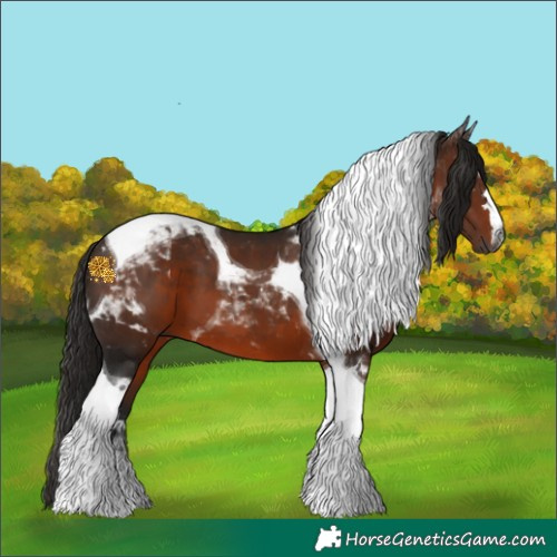 Horse Color:Gray Bay Tobiano 