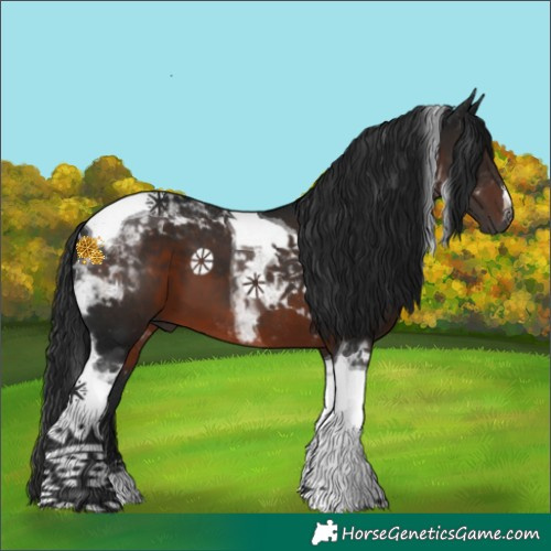 Horse Color:Gray Brown Tobiano 