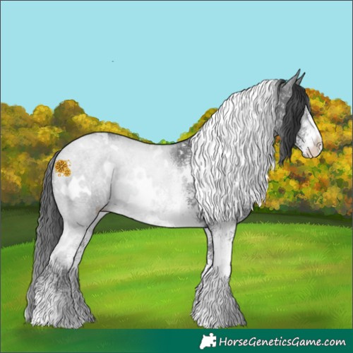 Horse Color:White Spotted Black Rabicano 