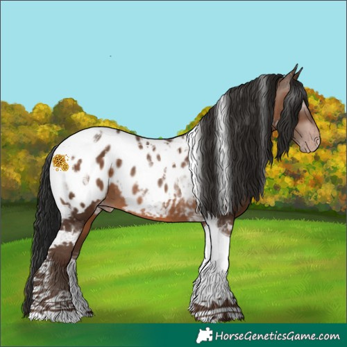 Horse Color:Gray Sable Champagne Tobiano Appaloosa 