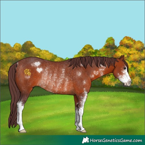 Horse Color:Chocolate Brown Sabino Rabicano 