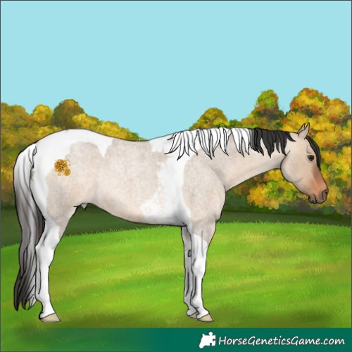 Horse Color:Brown Roan Dun Tobiano 