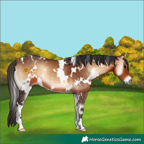 Horse Color:White Spotted Bay Onyx 