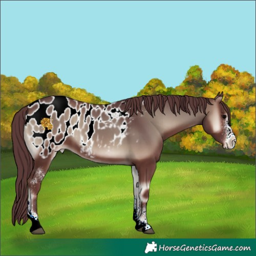 Horse Color:Chocolate Blue Onyx Sabino Appaloosa 