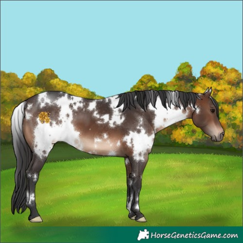 Horse Color:White Spotted Brown 