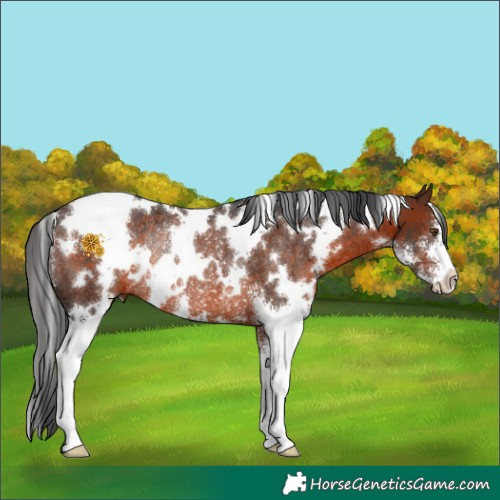 Horse Color:White Spotted Brown Sabino Rabicano 