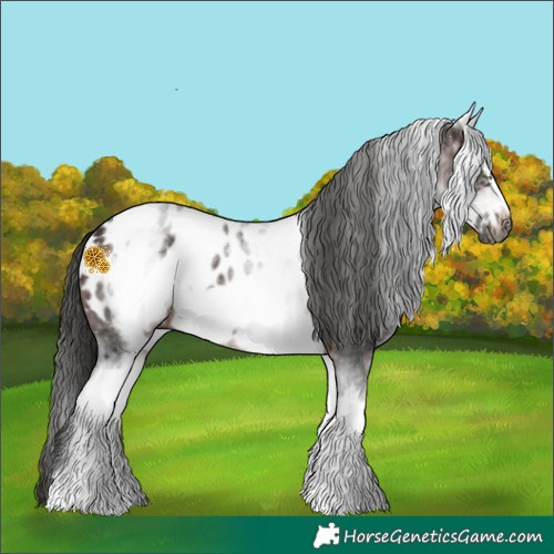 Horse Color:Gray White Spotted Bay Frame Appaloosa Rabicano 