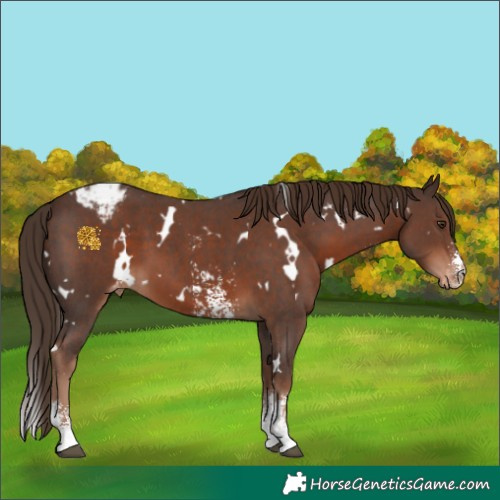 Horse Color:White Spotted Liver Chestnut Sabino Appaloosa 