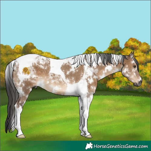Horse Color:Gray White Spotted Liver Red Dun Tobiano 