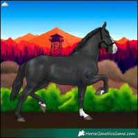 Horse Color:Black Splash