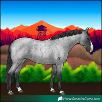 Horse Color:Blue Roan Splash 