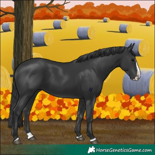 Horse Color:Black Splash