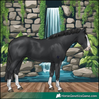 Horse Color:Black Splash 