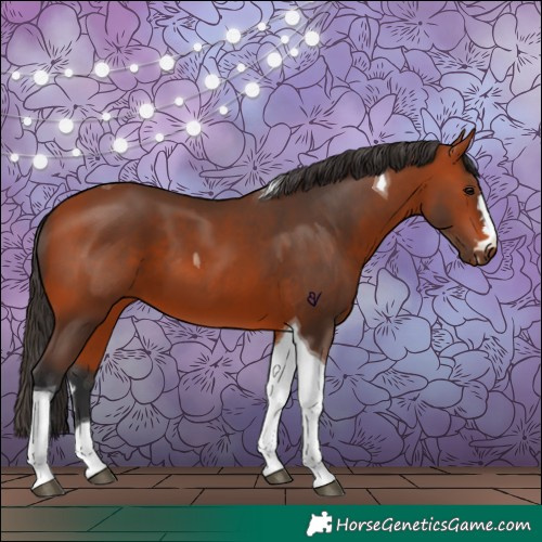 Horse Color:Bay Tobiano 