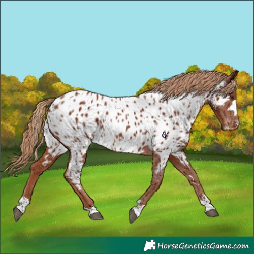 Horse Color:Chestnut Appaloosa 