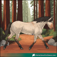 Horse Color:Bay Dun