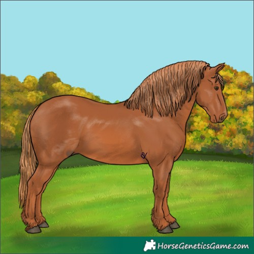 Horse Color:Chestnut 
