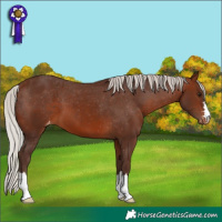 Horse Color:Silver Brown Appaloosa 