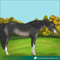 Horse Color:Black 