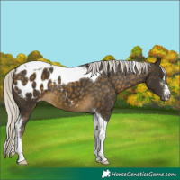 Horse Color:Silver Buckskin Tobiano Appaloosa 