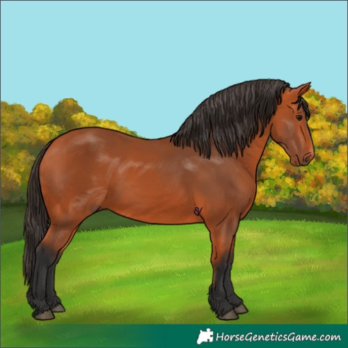 Horse Color:Bay 