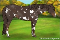 Horse Color:White Spotted Liver Chestnut Sabino Frame