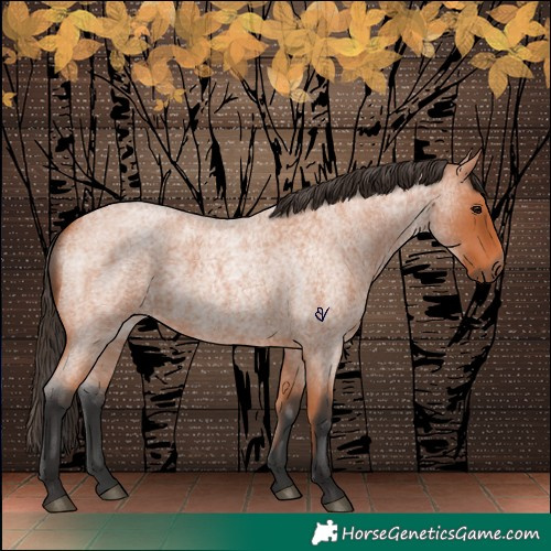 Horse Color:Bay Roan