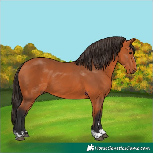 Horse Color:Bay 