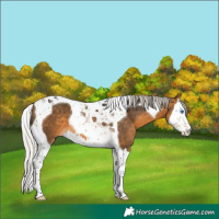 Horse Color:Silver Buckskin Splash Tobiano 