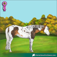 Horse Color:Silver Buckskin Splash Tobiano 