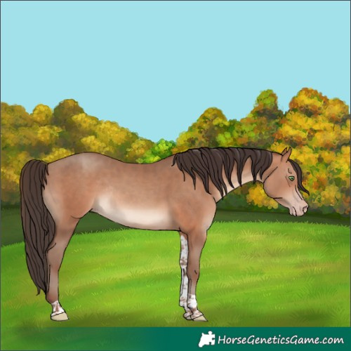 Horse Color:Sable Champagne Tobiano Rabicano 