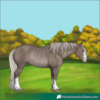 Horse Color:Silver Black Rabicano 