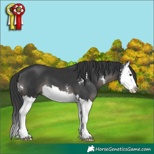 Horse Color:Black Sabino Splash 
