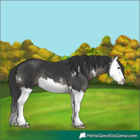 Horse Color:Black Sabino Splash 