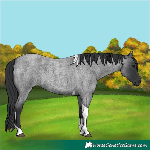 Horse Color:Blue Roan Tobiano 