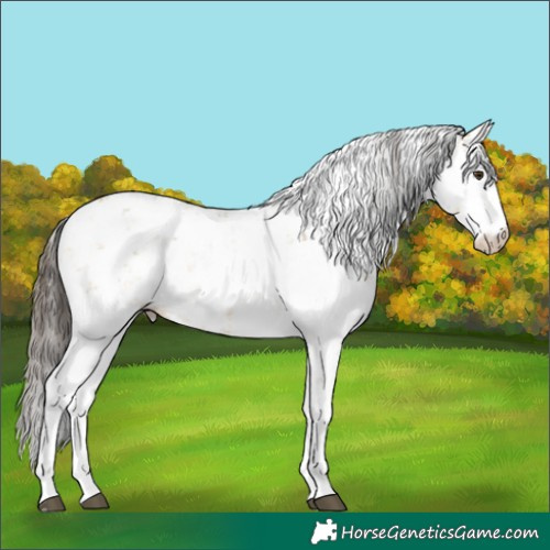 Horse Color:Buckskin Dun Sabino Rabicano